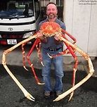 Japanese Spider Crab (Macrocheira kaempferi) Before you get upset that I posted a shot of an animal with a human, I asked if I could do this before posting.  I wanted to share the deep water species with the group and this is the image I have.  One of the largest crabs on Earth – this is the Japanese Spider Crab (Macrocheira kaempferi). Myth and lore surround this species as old stories tell of giant crabs dragging fishermen to their deaths, consuming them in the depths. The crabs are actually scavengers, they can not swim as adults, they are easy going, and are slow moving; however, one source pointed out that it isn’t impossible that they’d eat a corpse that made its way to the sea floor.  This species appears to have a relative small range off of the Pacific side of the Japanese islands at a latitude between 30 and 40 degrees North.  Adults inhabit water from 100 to 400 meters depths, juveniles appear to inhabit shallower areas with a mean of 50m depth. From the edge of the carapace to the tip of the claw can span some 4 meters length in this species.  The individual depicted here isn't a particularly large individual.  Adults have a mass between 16 and 20kg.  The Japanese Spider Crab has two zoea stages and one megalops stage which, combined, last several months.  The species enacts parental care in that females carry their eggs on their backs and the underside of the carapace to keep water moving around them in order to provide oxygen.  Some biologists have hypothesized that these crabs can live for 100 years.  The only commentary I could find on conservation status was that “catch has declined considerably across the past 40 years.”  There is an active fishery for the species and there appears to be the means and methods to rear this crab from a juvenile stage by way of aquaculture facility.  I would like to thank Masato Todate and Yuki Tsukamoto, both with the Takeshima Aquarium, Gamagori City, Aichi Prefecture, Japan, for the opportunity to see and photograph these amazing animals!                               <br />
The note on captive rearing: https://www.researchgate.net/publication/319592456_CULTURE_OF_THE_GIANT_SPIDER_CRAB_MACROCHEIRA_KAEMPFERI_DE_HAAN_FROM_EGG_TO_JUVENILE_STAGE<br />
 Japanese Spider Crab,Japanese spider crab,Macrocheira kaempferi,benthic sea life,crustacean,deep water species,scavenger,sea floor