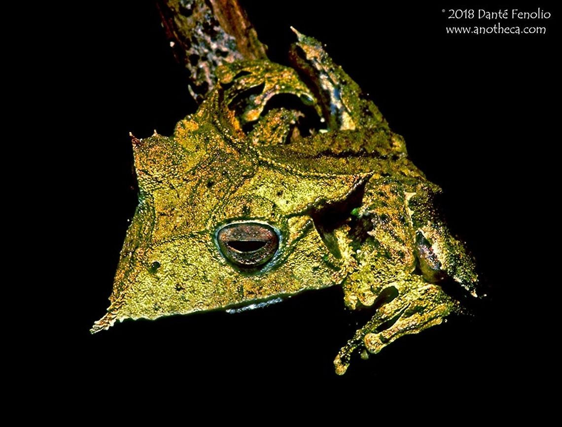 A Sumaco Casque-head (Hemiphractus probosciedus) Night hikes have proven to be the thing that I probably most enjoy out of all of the activities I get to perform through my work. There is something that draws me in about hitting the trails after dark. Night hikes are a giant Easter egg hunt in that you have no idea what you will find but the possibilities are virtually endless. And I have had a few unusual experiences on these nocturnal forays. One evening in the upper Amazon Basin, in Peru, is especially memorable. We hiked in a few miles from the river along a trail. A bank of fog had crept through the forest in the meantime, concealing the area where our trail lay. We walked right into it. If you haven’t experienced an Amazonian fog, it is something you never forget. It is a strange feeling to know that there are hundreds of trees surrounding you yet you are unable to see any except the ones within reach. The one thing that is accomplished while the fog is there, everything is damp without there having been a heavy rain. This is a key feature because it tends to bring small creatures out of their hiding places. This forest was a special place in my youth. It hadn’t ever been cut. Massive trees lined the trails with trunks that took some effort to walk around in their giant diameters. The feel of the place was electric. The invertebrate community there was special – species that one finds only when working in old growth forest. This translates to different sounds – calls from species you don’t often hear elsewhere in younger forest stands. That night had delivered another set of strange sounds as well – a jaguar was roaring at times and grunting at others…for all we knew, it could have been breeding time for the big cat with the variety of different sounds being produced. I loved this forest stand. I had visited it many times and we always found interesting wildlife – this evening wasn’t going to let me down either. With the foliage wet from the fog, dozens of “rain frogs” (Pristimantis sp.) were calling and sitting out in the open on low hanging leaves. These small frogs are important food items for quite a few other animals, including a very special group of frog-eating frogs, the Casque-headed Frogs (Hemiphractus sp.). There are no fewer than three species of Casque- headed frogs in the Loreto (Peru) area, probably more, but they are always special encounters. I had seen quite a few in the forest stand and sure enough, out on a large leaf about a meter off of the forest floor, one was staring back at me in the beam of my flashlight. I had learned over the years that these frogs will bite when handled and the bite was always a lot stronger than expected. If threatened, these frogs “gape,” which involves opening their large mouths toward the threat in a menacing manner. In their bag of tricks is an escape tactic. When things are looking bad with regard to encountering a potential predator, the frogs will jump from their positions and fall to the forest floor below where they remain motionless and difficult to discern from the leaves around them. Also included in the diets of these frogs are small lizards. They seem to have a fondness for anoles (Anolis/Norops sp.) in particular. The body design of the frogs is generally cryptic. In this species, the Sumaco Casque-head (Hemiphractus proboscideus) has a long, fleshy finger of tissue extends from their rostrum to form a “nose” of sorts. They also have folds of tissue extending outward from their ankles called “calcars” ...and small pointed flaps from the tops of their eye lids. These extra additions to the body plan of a frog help to break up the predictable outline of a frog’s body. They are believed to be cryptic characters, things helping them elude the searches of visually oriented predators. This is the concept of the "search image." The broad head of these frogs opens into a spacious mouth which they use to take small vertebrate prey items. Never common in any particular area, I had several forest stands in my youth where we could find one or two of these frogs across an evening of night hiking. Every one of those stands no longer has any vegetation at all. Habitat loss in the Amazon is a real thing. Perhaps the most dangerous character of rainforest loss is that it is out of sight and mind of most of the world’s human population. Folks hear of the losses but few see it up close and personal. These forests were like old friends and I have been deeply impacted as each one of these special places was cut down and plowed under. If humans are going to have much of a future on this planet, we can’t allow things like this to continue. We lose biodiversity at our own peril. Please consider donating to an environmental cause. You'll be giving everyone the gift of environment. Amazonian amphibians. Amazonian wildlife,Hemiphractinae,Hemiphractus proboscideus,Hemiphractus probosciedus,Peruvian Amazon,Sumaco Casque-head,Sumaco Horned Frog,camouflage,cryptic characters,frog eating frog,gaping,primary rainforest,rainforest fauna