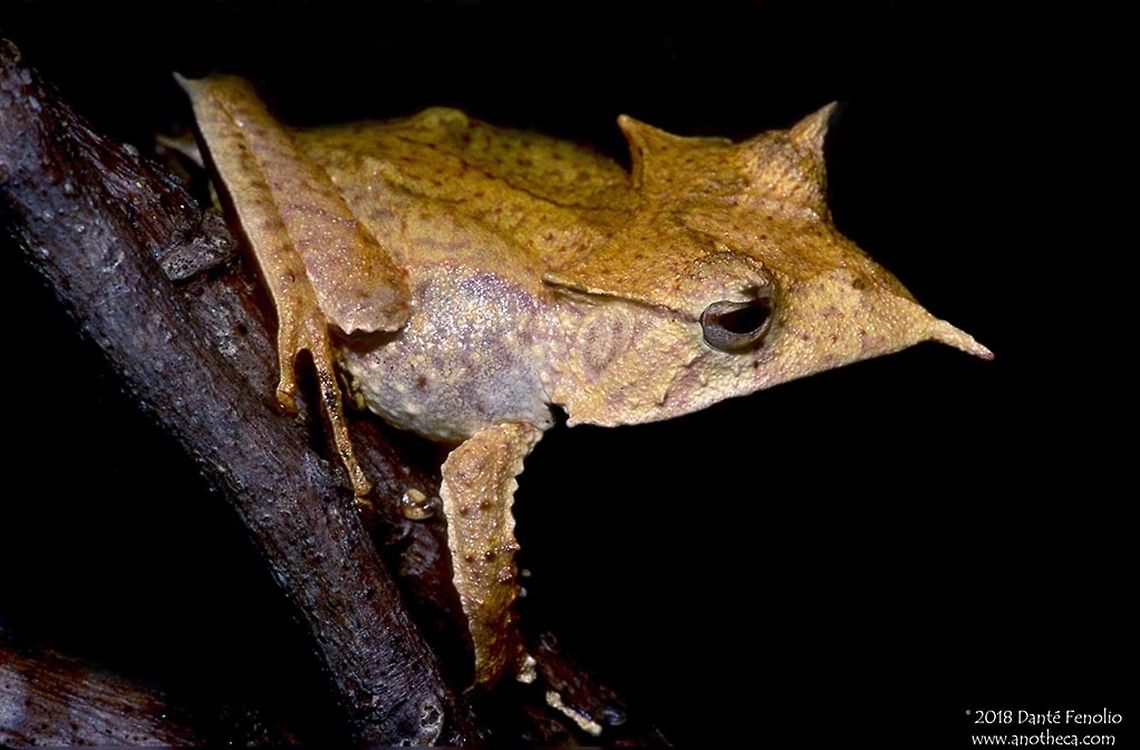A Central American Casque-headed Frog (Hemiphractus fasciatus) This is a Central American Casque-headed Frog, Hemiphractus fasciatus. This is the only member of the genus currently described from Central America. All other members of Hemiphractus are found east of the Andes in the Amazon Basin or in Pacific versant rainforests of Colombia and Ecuador. Casque-heads are primary forest frogs and likely have suffered considerable population declines with the severe deforestation that has occurred in lower Central America. Hemiphractus are primarily frog eating frogs but other small vertebrates and invertebrates likely serve as prey items. Female Hemiphractus carry their eggs on their backs. The offspring directly develop in the eggs and hatch out as miniatures of the adults. This is one of the diverse mechanisms of parental care observed in the amphibia known as "egg brooding." Hemiphractus,Hemiphractus fasciatus,Hylidae,Leptodactylidae,amphibian decline,casque headed frog,declining amphibians,direct development,egg brooding,frog eating frog,hdemiphractinae,horned frogs,parental care,rainforest fauna