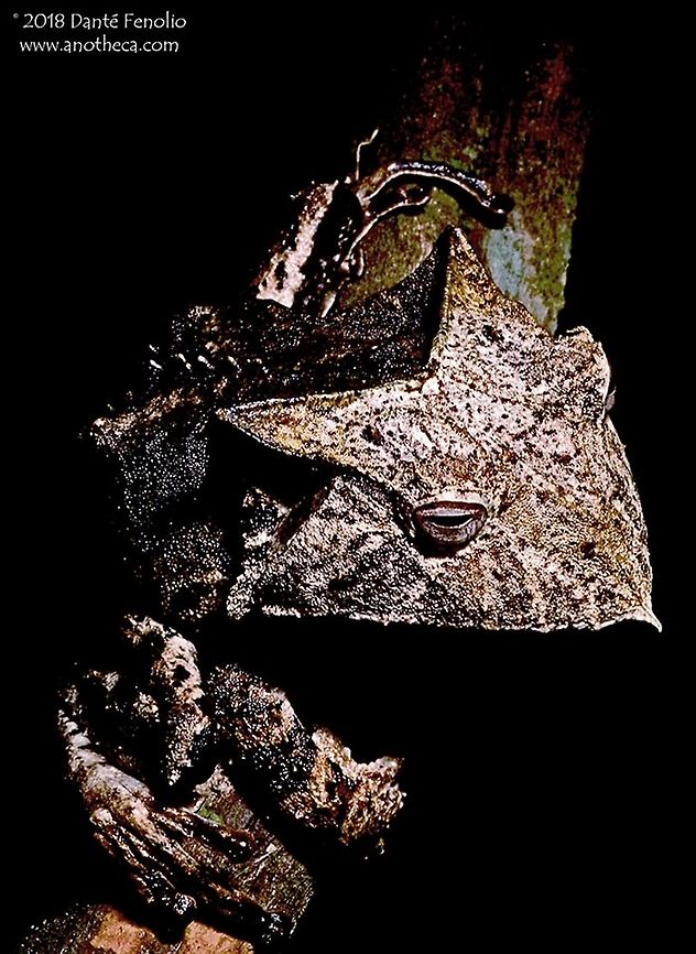 Amazonian Casque-headed Frog (Hemiphractus helioi) The Amazonian Casque-headed Frog (Hemiphractus helioi) is another of Loreto&rsquo;s (Peru) unusual frogs and one I have seen a number of times. The bite from this species is actually painful and the frog holds on for long periods of time. A colleague observed a rat trying to eat one of these amazing amphibians and the frog successfully defended itself by biting the rat. This species grows to a slightly larger size than do the other species in the region &ndash; the largest individual I have seen was approximately the size of a tennis ball. Inhabiting primary forest, this species follows after all of the Casque-headed Frogs in that it loves to dine on other frogs and small vertebrates (have observed this species eating Pristimantis and Anolis). Interesting side note&hellip;this species is the only Casque-headed Frog from the region without a yellow tongue. Amazonian Casque-headed Frog,Amazonian fauna,Hemiphractus helioi,Peru,amphibian decline,direct development,frog eating frog,hemiphractinae,parental care,primary rainforest fauna,rainforest frog