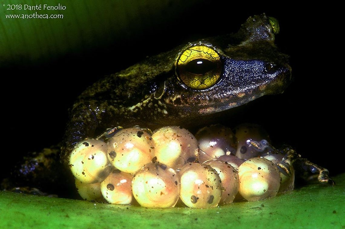 Puerto Rican Coqui Frog (Eleutherodactylus coqui) guarding eggs Puerto Rican Coquis are famous for their serenade of island residents every evening. This frog is truly part of the Puerto Rican island culture. The frogs guard developing egg masses (depicted here) and will wait with the eggs until small frogs hatch from the eggs. The larval stage passes while the developing amphibian is in the egg. This is known as direct development. There are a host of species of Coqui Frogs on Puerto Rico, some have declined sharply. Much science has gone into understanding these frogs. AmphibiaWeb had a great explanation of the science behind one of the recent studies: Narins and Smith (1983) noted that body size and call characteristics in males of Puerto Rican frogs are different when populations from differing elevations are compared. Small frogs have a short and high-pitched call when found living in low elevation forests. But in montane forests at elevation, the calls are longer, low in pitch, and the frogs have larger bodies. Fast-forward 23 years to 2006: Narins and Meenderink (2014) re-studied the same sites; at a given altitude, today's frogs are smaller with shorter and higher-pitched calls. Based on temperature data, they suggest that these changes in calls result from a warming climate that has displaced populations to higher, cooler regions. If these climatic changes continue, male calls may change to the point where females no longer recognize and respond to the mating calls, which likely would be detrimental to mating success and its survival. Caribbean islands are hotspots for amphibian endemism and we need to do everything we can to keep these biological communities around. Common coquí,Eleutherodactylus coqui,Puerto Rican Coqui Frog,Puerto Rico Caribbean endemism,climate change,direct development,egg brooding,frog vocalization,guarding eggs,island species,parental care,varriation in call