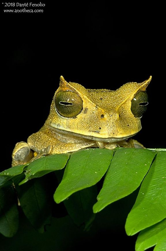 The Eyelash Marsupial Frog (Gastrotheca cornuta) - Panama The Eyelash Marsupial Frog (Gastrotheca cornuta) is a canopy dwelling frog. Females have a pouch in their backs where they store fertilized and developing eggs. The eggs go through development completely within this pouch and fully formed frogs emerge from it. This species is declining across its range in the mountain forests of Central America. The image was taken in Panama, 2006. Eyelash Marsupial Frog,Gastrotheca cornuta,Horned marsupial frog,Panama,amphibian decline,canopy inhabiting amphibians,direct development,parental care