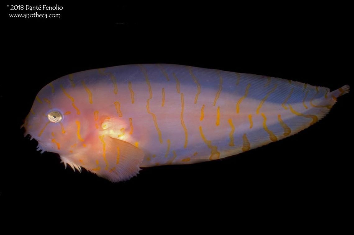 Tiger Snailfish (Crystallichthys matsushimae) This Tiger Snailfish, Crystallichthys matsushimae, was collected from between 200 meters depth and the surface in the Sea of Japan, 2007. Crystallichthys matsushimae,Deep Sea,Liparidae,Mesopelagic,Sea of Japan,Tiger snailfish,bathydemersal,bathypelagic,nekton,pelagos,scorpaeniformes,snailfish