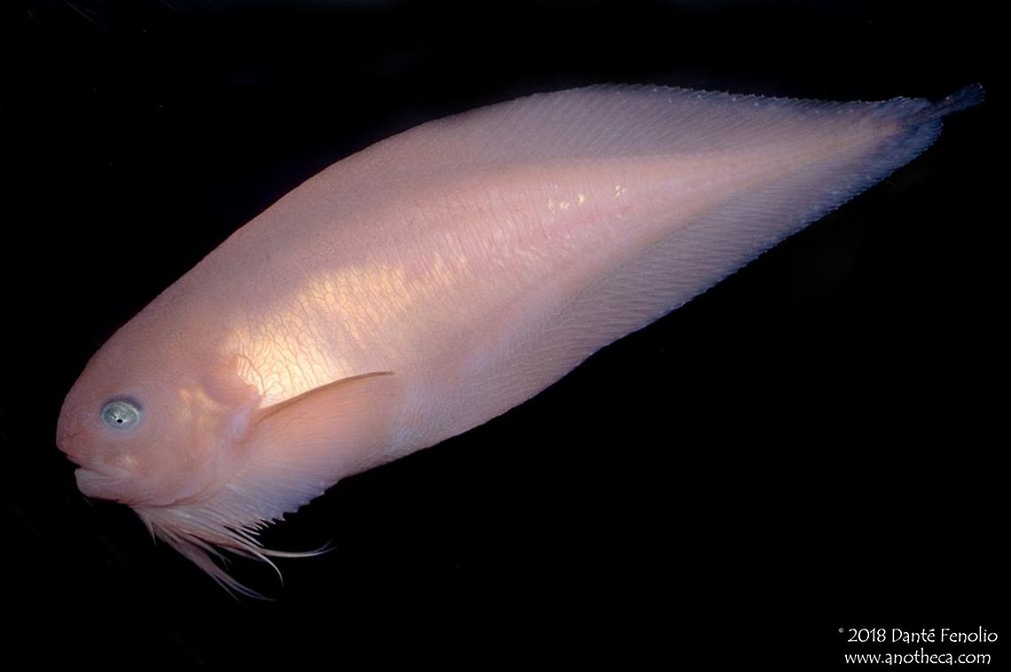 The Pink-Bearded Snailfish (Careproctus trachysoma) The Pink-Bearded Snailfish, Careproctus trachysoma, can be found as deep at 785 meters in the Sea of Japan.  This individual was photographed in 2007&ndash; Courtesy of the Uozo Aquarium. Careproctus trachysoma,Deep Sea,Liperidae,Mesopelagic,Sea of Japan,Zara-bikunin,bathydemersal,bathypelagic,nekton,pelagos,scorpaeniformes,snailfish