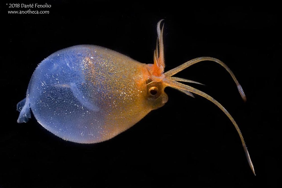Cockatoo Squid or Glass Squid (Cranchia scabra) A &quot;Cockatoo Squid&quot; or &quot;Glass Squid&quot; (Cranchia scabra) inhabits mesopelagic tropical waters.  When threatened, it can pull its head and tentacles into its mantle and turn into a ball.  It has small knob-like cartilagenous tubercles all over its body.  Fourteen oval photophores exist around each eye which produce a greenish light (bioluminescence).  This individual was captured in a trawl between 200 meters depth and the surface in the Sea of Japan, 2007.  Cranchia scabra,Cranchiidae,Deep Sea,Mesopelagic,Sea of Japan,bioluminescence,bioluminescent,cockatoo squid,glass squid,necton,pelagos,photophores,squid