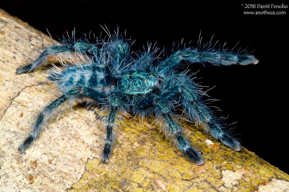 Antilles Pinktoe Tarantula (Caribena versicolor) The Antilles Pinktoe Tarantula, Caribena versicolor, is a small arboreal tarantula from the Caribbean islands of Martinique.  Juveniles are a metallic blue color.  As the spiders mature, they add warmer metallic colors to their appearance like pinks and reds.  Ultimately, the entire abdomen and all of the legs are a red color with a blue carapace.  This is a captive produced juvenile. Antilles Pinktoe Tarantula,Antilles pinktoe tarantula,Avicularia versicolor,Aviculariinae,Caribbean tarantula,Caribena versicolor,Tarantula,Theraphosidae,arboreal tarantula,blue spider,feeding behavior,hairy spider,urticarious hair,urticating hair