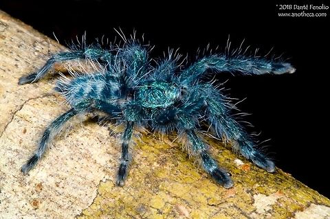 Antilles Pinktoe Tarantula (Caribena versicolor) The Antilles Pinktoe Tarantula, Caribena versicolor, is a small arboreal tarantula from the Caribbean islands of Martinique.  Juveniles are a metallic blue color.  As the spiders mature, they add warmer metallic colors to their appearance like pinks and reds.  Ultimately, the entire abdomen and all of the legs are a red color with a blue carapace.  This is a captive produced juvenile. Antilles Pinktoe Tarantula,Antilles pinktoe tarantula,Avicularia versicolor,Aviculariinae,Caribbean tarantula,Caribena versicolor,Tarantula,Theraphosidae,arboreal tarantula,blue spider,feeding behavior,hairy spider,urticarious hair,urticating hair