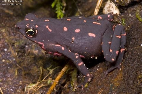 Pebas Stubfoot Toad (Atelopus spumarius barbotini) This lowland species of harlequin frog or stubfoot toad, Atelopus spumarius barbotini, is found in the forests of the Guianan shield.  Many species of Atelopus have declined or gone extinct in recent years.  This individual was photographed at the Atlanta Botanical Garden (2007) in a conservation breeding program. Atelopus spumarius,Atelopus spumarius barbotini,Bufonidae,Guiana,Pebas Stubfoot Toad,Suriname,harlequin frog,harlequin toad