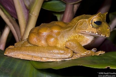 A female Eyelash Marsupial Frog (Gastrotheca cornuta) brooding eggs in her dorsal pouch The Eyelash Marsupial Frog, Gastrotheca cornuta, is a canopy dwelling frog.  Females have a pouch in their backs where they store fertilized and developing eggs.  The eggs go through development completely within this pouch and fully formed frogs emerge from the special structure.  This female is carrying a clutch of developing eggs.  This species is declining across its range in the mountain forests of Central America.  The image was taken at the Atlanta Botanical Garden (2007) in a conservation breeding program where this species was bred in captivity for the first time. Eyelash Marsupial Frog,Gastrotheca cornuta,Horned marsupial frog,Panama,declining species,direct development,endangered species,hylidae,marsupial frog,parental care,tree frog