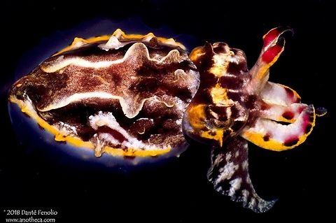 Flamboyant Cuttlefish (Metasepia pfefferi) The Flamboyant Cuttlefish, Metasepia pfefferi, grows to 8 cm total length.  This is the only species of cuttlefish known to be toxic.  The toxin is in its muscle tissue and is as toxic as the venom from the blue ring octopus.  Also, like its cousin the Blue Ring Octopus, this cuttlefish is venomous (one of only a few cephalopods confirmed as venomous). The venom of this species is apparently comparable in toxicity to that of the Blue Ring.  Marine biologists suggest that the brilliant colors and patterns that the Flamboyant Cuttlefish display are warning coloration (aposematism) to potential predators of the toxins and venom.  This cephalopod is found from Japan south through the tropical Pacific. Like the Wonderpus Octopus, this species lives over mud or sand. Like other cuttlefish, this species uses its &ldquo;cuttlebone&rdquo; to control buoyancy. This species is not a rapid swimmer but it has well developed eyes and a remarkably well developed network of chromatophores, allowing these animals to rapidly change colors. Here is a published description of mating behavior, &ldquo;Sexes are separate. Metasepia pfefferi reproduces by internal fertilization. Males have a specialized, hectocotyl arm that is used for holding and transferring spermatophores (packets of sperm) into the females buccal areas during mating. The female grabs the spermatophores with her arms and wipes them onto her eggs. After fertilization, the female lays her eggs one by one in hard to reach cracks and crevices to hide and provide protection against predators. (Kaufmann, 2007; Mangold, et al., 1999; Reid, 2005).&rdquo; This individual was photographed in Southwestern Japan (2007).  The diversity of life in our oceans is outstanding. We need to do more to protect them from things like oil spills, destructive commercial fishing practices, overharvest, reef damaging behaviors, and dumping of waste. Cephalopoda,Flamboyant Cuttlefish,Flambuoyant Cuttlefish,Flower Cuttlefish,Japan,Metasepia pfefferi,Sepiida,Sepiidae,Tottori,aposematic,aposematism,behavior,cephalopod,marine,poisonous,toxin,venomous,visual display,warning coloration