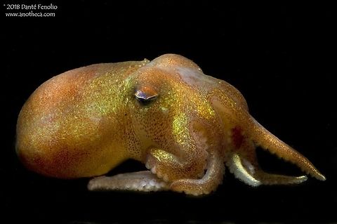 Bobtail Squid / "Octosquid" / Stubby Squid (Rossia pacifica) The “Octosquid” is also known as the “Bobtail Squid” or “Stubby Squid” (Rossia pacifica). The species ranges across the northern Pacific Ocean. These cephalopods are neither squid nor octopods; they are believed to be allied a little more closely with the cuttlefish; however, they don’t have the cuttlebone that cuttlefish use for body support and buoyancy. While these cool animals spend the majority of their time on the ocean floor, they do swim into the water column above the bottom at least from time to time. How do I know that? A squid trawling ship in Japan was trawling in deep water but they were using a net that never touches the bottom – and this species was included in the bycatch. This individual was photographed in the Sea of Japan, 2006.  Deep Sea,Rossia pacifica,Rossinae,Sea of Japan,Sepiolidae,bathypelagic,bobtail squid,cephalopod,cephalopoda,demersal,mesopelagic,nekton,octosquid,pelagos,stubby squid