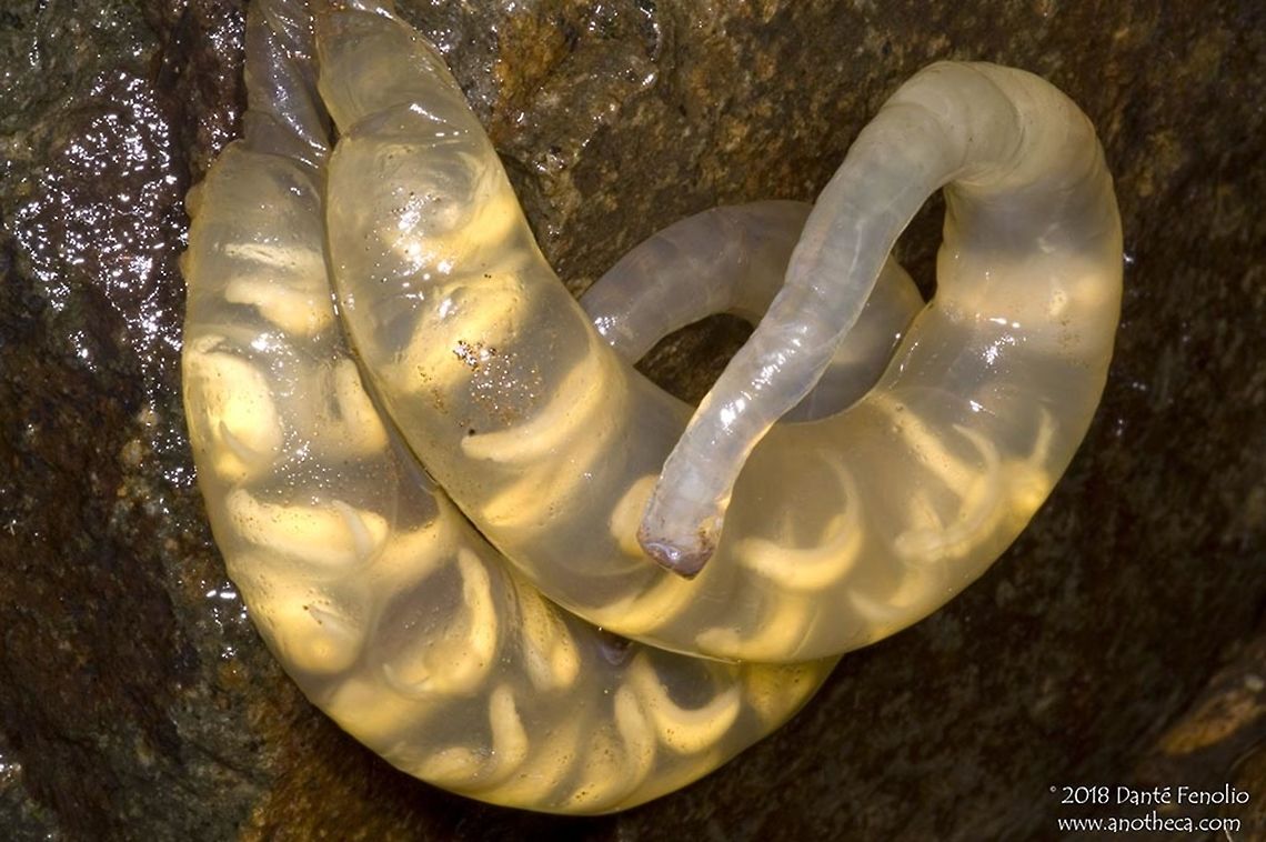 Hida Salamander (Hynobius kimurae) eggs sleeves How about an aspect of the reproductive biology of a very cool Japanese salamander that few people actually get to see? &ndash; the &ldquo;egg sleeve.&rdquo; The Hida Salamander (Hynobius kimurae) deposits its eggs in pairs of sleeves (one sleeve from each oviduct), or egg cases, containing 8 to 25 eggs per sleeve. The egg sleeves are attached to the bottom of rocks below the water in streams. The eggs hatch and the first few days to several weeks, after hatching, are spent within the egg sleeve. The sleeve gradually breaks down and the larvae escape out into the waters of the stream where they will finish development. Egg sleeves are unique to the Hynobiid salamanders. These eggs sleeves were photographed in Tottori Prefecture, Japan (2007).  Hida Salamander,Hida salamander,Hynobius kimurae,Japan,Tottori Prefecture,amphibian,amphibian reproduction,caudate,egg case,hynobiidae,salamander