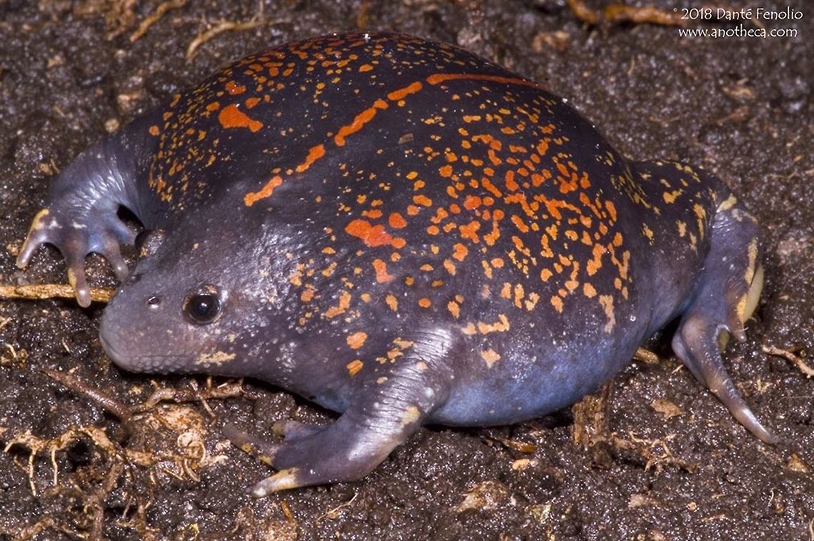 Mexican Burrowing Toad (Rhinophrynus dorsalis) The Mexican Burrowing Toad, Rhinophrynus dorsalis, is a species that spends much of its life below ground.  The range of this species extends from extreme southern Texas south to Costa Rica.  They are found in dry habitat with strong rainy seasons that form temporary ponds.  They breed in these ponds.  The frogs have large spades on their feet for digging called metatarsal tubercles.  This individual was photographed in 2007. Mexican burrowing toad,Rhinophrynidae,Rhinophrynus dorsalis,burrowing frog,drunken toad,fossorial amphibian,fossorial frog,metatarsal tubercle,sapo borracho
