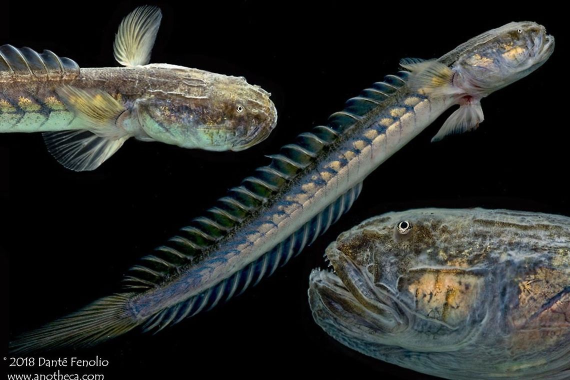 Violet Goby (Gobioides broussonnetii) The Dragon Goby or Violet Goby (Gobioides broussonnetii) ranges along the southern and eastern coast of the United States and around Florida all the way through the coastal region of the Gulf of Mexico and down the coast of Central America and along the coast of South America to Southern Brasil. It is also found around the Caribbean Islands. They frequent muddy estuaries and can live in both fresh and salt water (they are euryhaline). Dragon Goby,Gobiidae,Gobioides broussonnetii,Gobionellinae,Life in the dark,Violet Goby,Violet goby,brakish water,estuary waterway,euryhaline,mud flat,tidal mudflats