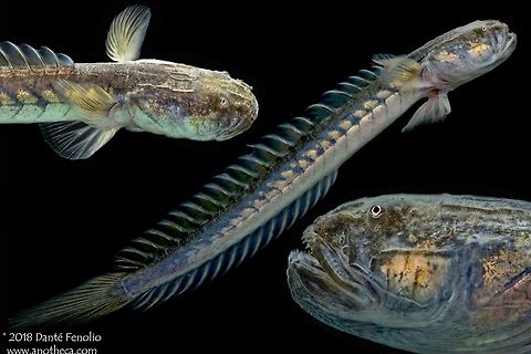 Violet Goby (Gobioides broussonnetii) The Dragon Goby or Violet Goby (Gobioides broussonnetii) ranges along the southern and eastern coast of the United States and around Florida all the way through the coastal region of the Gulf of Mexico and down the coast of Central America and along the coast of South America to Southern Brasil. It is also found around the Caribbean Islands. They frequent muddy estuaries and can live in both fresh and salt water (they are euryhaline). Dragon Goby,Gobiidae,Gobioides broussonnetii,Gobionellinae,Life in the dark,Violet Goby,Violet goby,brakish water,estuary waterway,euryhaline,mud flat,tidal mudflats