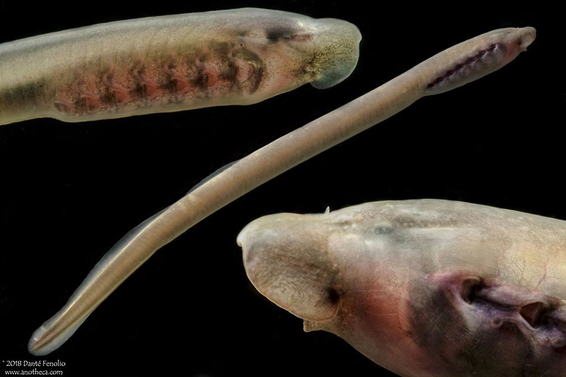 Least Brook Lamprey (Lampetra aepyptera), NE Alabama, April 2018 The Least Brook Lamprey (Lampetra aepyptera) is a non-parasitic lamprey distributed in the Mississippi River watershed as well as a smaller range along the Atlantic coast.  Larval lampreys are called ammocoetes which burrow into soft sediments. These larval fishes have a mouth that is not fully developed; instead, the mouth is hidden between folds of skin. During the larval phase, ammocoetes eat organic particles strained from bottom sediments. After somewhere around three years, ammocoetes transform into a non-parasitic adult. Adults live in headwater streams until they spawn&hellip;then they die. Alabama,Lampetra aepyptera,Least Brook Lamprey,Least brook lamprey,Life in the dark,North America freshwater fishes,ammocoete,non-parasitic lamprey,sediment feeding,southeastern fish diversity