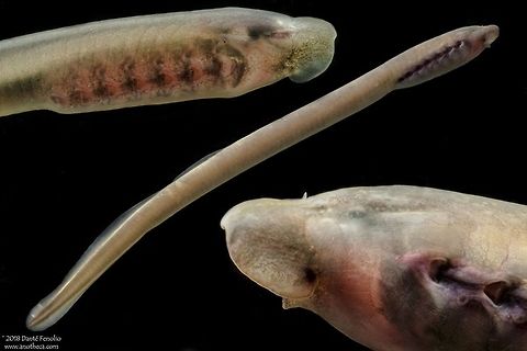 Least Brook Lamprey (Lampetra aepyptera), NE Alabama, April 2018 The Least Brook Lamprey (Lampetra aepyptera) is a non-parasitic lamprey distributed in the Mississippi River watershed as well as a smaller range along the Atlantic coast.  Larval lampreys are called ammocoetes which burrow into soft sediments. These larval fishes have a mouth that is not fully developed; instead, the mouth is hidden between folds of skin. During the larval phase, ammocoetes eat organic particles strained from bottom sediments. After somewhere around three years, ammocoetes transform into a non-parasitic adult. Adults live in headwater streams until they spawn&hellip;then they die. Alabama,Lampetra aepyptera,Least Brook Lamprey,Least brook lamprey,Life in the dark,North America freshwater fishes,ammocoete,non-parasitic lamprey,sediment feeding,southeastern fish diversity