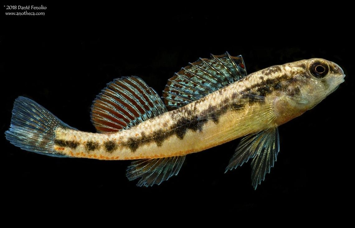 Black Darter (Etheostoma duryi), NE Alabama, April 2018 A second year male Black Darter (Etheostoma duryi)...breeding colors are fading from peak breeding season. Alabama,Black Darter,Etheostoma duryi,North American freshwater fish diversity,Percidae,Perciformes,southeastern fish diversity