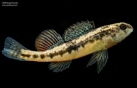 Etheostoma duryi