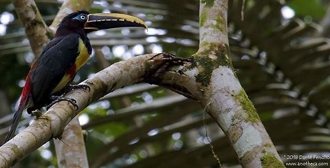 Chestnut-eared Ara&ccedil;ari (Pteroglossus castanotis), Peruvian Amazon, April 2018 Ara&ccedil;aris are small toucans that often fly in groups of five. They nest in tree holes and feed on a variety of fruits, insects, and small vertebrates. The Chestnut-eared Ara&ccedil;ari (Pteroglossus castanotis) is common in rainforests of the Amazon and Orinoco Basins in South America. Amazon Basin wildlife,Ara&ccedil;ari,Chestnut-eared Aracari,Chestnut-eared Ara&ccedil;ari,Orinoco basin,Peru,Pteroglossus castanotis,birds of the Amazon basin,rainforest fauna,toucan