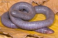 A Congo Caecilian caecilian (Herpele squalostoma) This is a west African caecilian (Herpele squalostoma) and is known as the Congo caecilian.  They are &ldquo;fossorial&rdquo; or live beneath the ground in soil and decomposing vegetation.  Every aspect to the body plan of this species revolves around burrowing.  Its eyes are covered by bone, its muscles can generate tremendous forces to push its body through the soil, and it has many sharp teeth for capturing food, which includes earthworms.  This individual is a female.  It was collected in Cameroon. African amphibia,African amphibian,Amphibia,Caecilidae,Cameroon,Congo caecilian,Herpele squalostoma,burrowing,caecilian,congo caecilian,fossorial,gymnophiona,legless amphibian,west Africa,west African,worm feeding