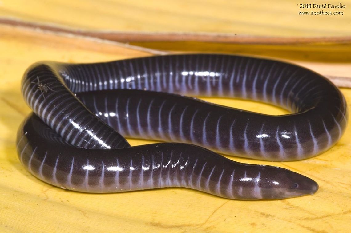 The Gaboon Caecilian (Geotrypetes seraphini) This is a west African caecilian (Geotrypetes seraphini) known as the Gaboon Caecilian.  They have many sharp teeth for capturing food, which includes earthworms.  The species gives live birth to small, nearly translucent babies that look like earthworms.  The female guards these young for a number of days after birth.   The babies feed on the skin of the mother and that is the only food they consume for the first weeks of their lives.  This parental care mechanism is call &quot;skin feeding&quot; and is known from several caecilian species. These animals are &ldquo;fossorial&rdquo; or live beneath the ground in soil and decomposing vegetation. This is a female.  It was collected in Cameroon. African amphibian,Caecilidae,Cameroon,Gaboon caecilian,Geotrypetes seraphini,burrowing,caecilian,fossorial,gymnophiona,legless amphibian,live bearing,live bearing caecilian,live birth,west Africa,worm feeding