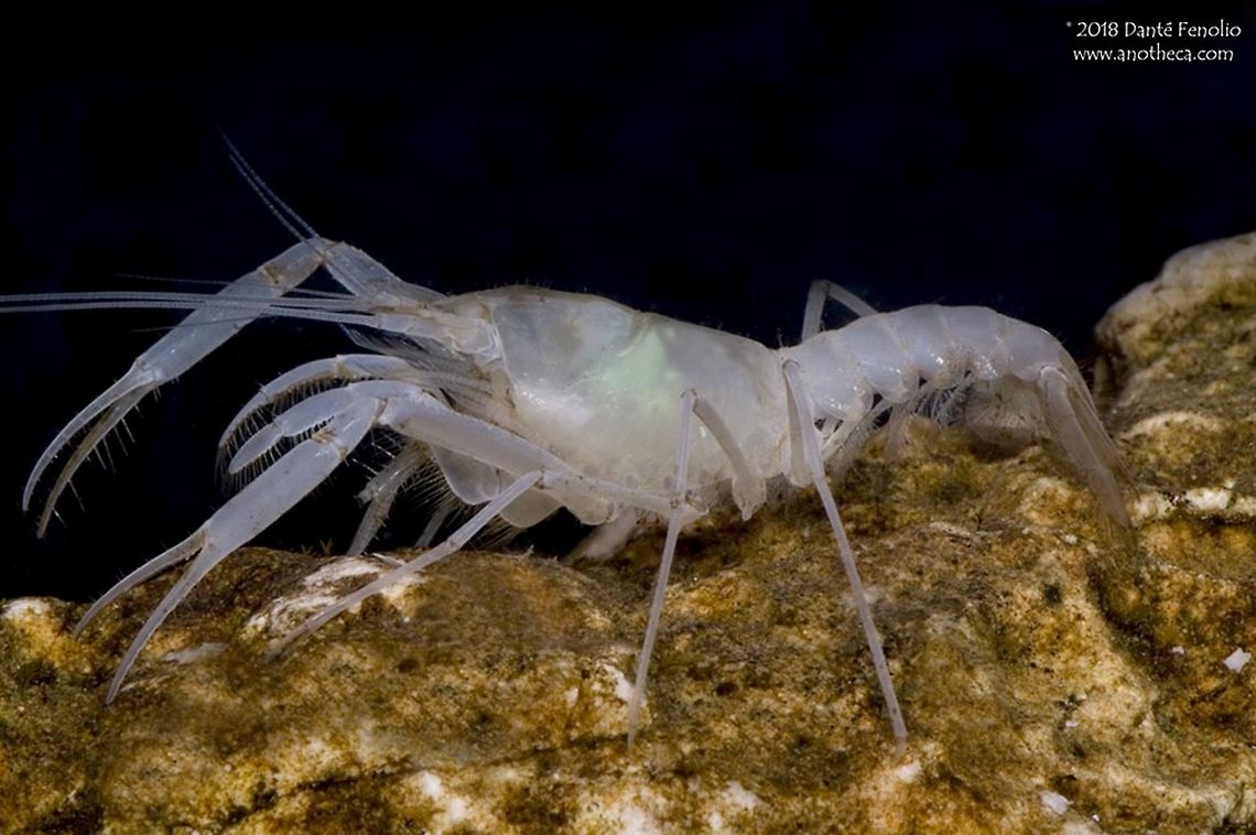 McLane’s Cave Crayfish (Troglocambarus maclanei) When considering the body modifications that science associates with living below ground, this cave crayfish may be more modified than any other cave crayfish species on the planet.  McLane&rsquo;s Cave Crayfish (Troglocambarus maclanei) has lost its visual structures, it has lost pigment, its legs have elongated and become thin, its claws are long, spindly, and weak, and its body is frail and delicate.  Cave divers in Florida indicate that they observe this species on the ceilings of water filled caves and ledges.  Life in the dark,Stygobitic,Troglocambarus,Troglocambarus maclanei,adaptation,aptation,blind cave crayfish,body modification,cave adapted,cave crayfish,cave species,crayfish,decapod,decapoda,evolution,groundwater,loss of vision,morphological adaptation,stygobite,subterranean
