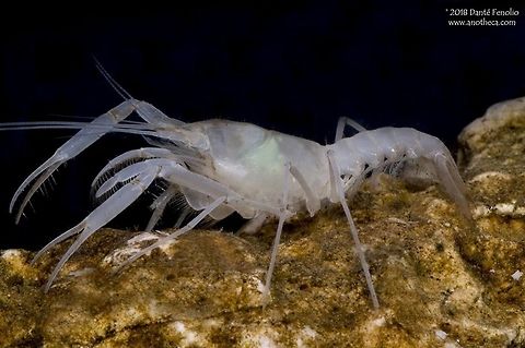 McLane&rsquo;s Cave Crayfish (Troglocambarus maclanei) When considering the body modifications that science associates with living below ground, this cave crayfish may be more modified than any other cave crayfish species on the planet.  McLane&rsquo;s Cave Crayfish (Troglocambarus maclanei) has lost its visual structures, it has lost pigment, its legs have elongated and become thin, its claws are long, spindly, and weak, and its body is frail and delicate.  Cave divers in Florida indicate that they observe this species on the ceilings of water filled caves and ledges.  Life in the dark,Stygobitic,Troglocambarus,Troglocambarus maclanei,adaptation,aptation,blind cave crayfish,body modification,cave adapted,cave crayfish,cave species,crayfish,decapod,decapoda,evolution,groundwater,loss of vision,morphological adaptation,stygobite,subterranean