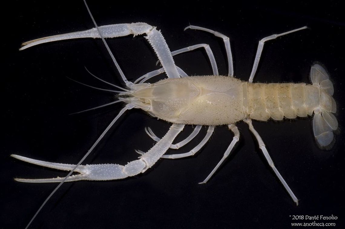 The Florida Cave Crayfish (Procambarus lucifugus lucifugus) There are many groundwater crayfish in the aquifers of Florida.  This rarely observed species - the Florida Cave Crayfish (Procambarus lucifugus lucifugus) is from Citrus Co., Florida.  Only remnant visual structures remain in this species.  This is a female.  Groundwater dwelling organisms are threatened owing to overexploitation of groundwater by humans, contamination of groundwater via agricultural runoff and illegal chemical dumping, and destruction of associated cave habitats where bat colonies have been eradicated; bat guano can be a significant energy input into these groundwater communities. Citrus County Florida,Florida Cave Crayfish,Life in the dark,Procambarus lucifugus,Procambarus lucifugus lucifugus,Stygobitic,adaptation,aptation,blind cave crayfish,body modification,cave adapted,cave crayfish,cave species,crayfish,decapoda,evolution,groundwater,loss of vision,morphological adaptation,stygobite