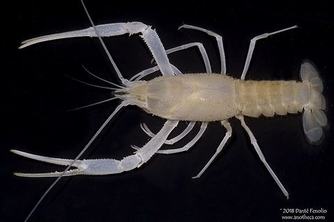 The Florida Cave Crayfish (Procambarus lucifugus lucifugus) There are many groundwater crayfish in the aquifers of Florida.  This rarely observed species - the Florida Cave Crayfish (Procambarus lucifugus lucifugus) is from Citrus Co., Florida.  Only remnant visual structures remain in this species.  This is a female.  Groundwater dwelling organisms are threatened owing to overexploitation of groundwater by humans, contamination of groundwater via agricultural runoff and illegal chemical dumping, and destruction of associated cave habitats where bat colonies have been eradicated; bat guano can be a significant energy input into these groundwater communities. Citrus County Florida,Florida Cave Crayfish,Life in the dark,Procambarus lucifugus,Procambarus lucifugus lucifugus,Stygobitic,adaptation,aptation,blind cave crayfish,body modification,cave adapted,cave crayfish,cave species,crayfish,decapoda,evolution,groundwater,loss of vision,morphological adaptation,stygobite