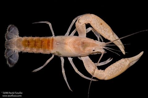 The Miami Cave Crayfish (Procambarus milleri) There are many groundwater crayfish in the aquifers of Florida.  This is a seldom observed species, Procambarus milleri, from Miami Dade Co., Florida.  Experts estimate that this is a recently evolved subterranean species, probably having moved into aquifers roughly 10,000 years ago.  Visual structures are still in tact and pigmentation is only faded.  This is a female.  Groundwater dwelling organisms are threatened owing to overexploitation of groundwater by humans, contamination of groundwater via agricultural runoff and illegal chemical dumping, and destruction of associated cave habitats where bat colonies have been eradicated; bat guano can be a significant energy input into these groundwater communities. Life in the dark,Miami cave crayfish,Procambarus milleri,Stygobitic,adaptation,aptation,body modification,cave adapted,cave crayfish,cave species,crayfish,decapod,decapoda,evolution,groundwater,loss of vision,morphological adaptation,stygobite,subterranean,threatened species