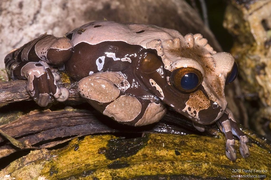 Coronated Treefrog (Anotheca spinosa) Living above the forest floor in water filled tree holes and in bromeliads; the reclusive Coronated Treefrog (Anotheca spinosa) is the only member of its genus.  It is found through the montane forests of Central America and suffers from habitat destruction.  The tadpoles feed on mosquito larvae at first but finish their development eating food eggs the female deposits for them to eat.  The process of egg feeding is called oophagy.   Anotheca coronata,Anotheca spinosa,Spiny-headed tree frog,arboreal frog,bromeliad,canopy,canopy frog,coronated tree frog,crowned frog,crowned tree frog,egg feeding,hylidae,monotypic hylid,oophagy,parental care,phytotelmata,phytotelmic breeding,spine-headed tree frog,spiney-headed tree frog,spineyhead tree frog