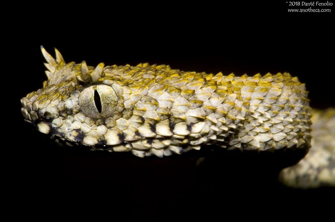 The Usambara Eyelash Bush Viper (Atheris ceratophora) The Usambara Eyelash Bush Viper (Atheris ceratophora) is an endemic to Tanzania.  It is an inhabitant of mid-elevation (~1400 m) humid mountain forest of the Ussambara and Udzungwa Mountains.  They are predators of small rodents, lizards, and frogs.  Most individuals are smaller than 2 feet in length as adults.  Science does not know the function or purpose of the enlarged scales above the eyes, known as &ldquo;superciliary scales.&rdquo; Atheris ceratophora is the only arboreal viper to have superciliary scales in Africa. This is an interesting example of convergence in form or &ldquo;convergent evolution&rdquo; with the Central American Eyelash Viper (Bothriechis schlegeli).  Also a small arboreal mountain forest pit viper, B. schlegeli sports superciliary scales and can be found with bright shades of red, yellow, orange, and green. African bush viper,Atheris ceratophora,Atheris ceratophorus,Bothriechis schlegeli,Udzungwa Mountains,Usambara Eyelash Bush Viper,Ussambara Mountains,convergent evolution,convergent form,east Africa herpetofauna,eyelash bush viper,ophidian,serpents,superciliary scales,venom,venomous snake,viperidae