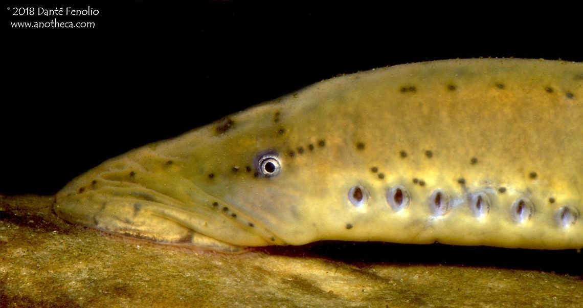 The Chestnut Lamprey (Ichthyomyzon castaneus) The Chestnut Lamprey (Ichthyomyzon castaneus) is found in waterways across the midwest and eastern portion of the United States - north into Canada.  This individual was photographed on the White River, Arkansas, USA.  Larvae filter feed but adults are parasitic on other fishes.  The adults are mostly active during the night.  At an age of five to seven years, this species of lamprey mates and the adults die after the process (they are semelparous). Chestnut lamprey,Ichthyomyzon castaneus,Petromyzontidae,Petromyzontiformes,The Chestnut Lamprey,filter feeding,parasite,parasitic lamprey,semelparous
