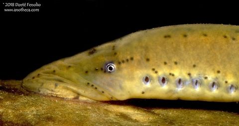 The Chestnut Lamprey (Ichthyomyzon castaneus) The Chestnut Lamprey (Ichthyomyzon castaneus) is found in waterways across the midwest and eastern portion of the United States - north into Canada.  This individual was photographed on the White River, Arkansas, USA.  Larvae filter feed but adults are parasitic on other fishes.  The adults are mostly active during the night.  At an age of five to seven years, this species of lamprey mates and the adults die after the process (they are semelparous). Chestnut lamprey,Ichthyomyzon castaneus,Petromyzontidae,Petromyzontiformes,The Chestnut Lamprey,filter feeding,parasite,parasitic lamprey,semelparous