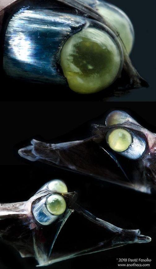 Composite: Tube Eye (Stylephorus chordatus) This is the Tube Eye (Stylephorus chordatus). The strange binocular eyes are believed to be an adaptation that helps the fish detect faint bioluminescence in the dark depths of the oceans. The light they might be looking for would be produced by small crustaceans that they like to eat. This species photographed during the DEEPEND project (www.deependconsortium.org). Deep Sea,Life in the dark,Stylephoridae,Stylephorus chordatus,Tube Eye,Tube-eye,bioluminescence,deep sea fauna,deep water species,mesopelagic species,midnight zone,modified eyes,specialized vision