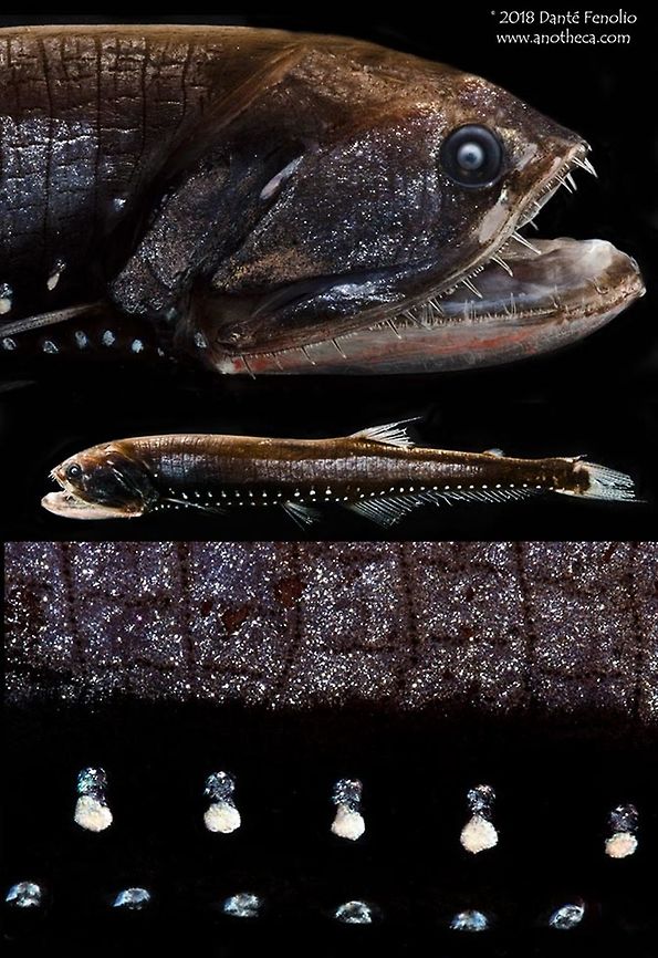 Composite: Elongated Bristlemouth (Sigmops elongatus) The Elongated Bristlemouth (Sigmops elongatus) has a nice set of teeth. But more than that, the photophores on the sides of these fish are impressive. The top image in this composite depicts the head of the species, the middle depicts the entire animal and the bottom highlights some of the lateral photophores. I&rsquo;d love to see this fish alive and with the lights out. Gulf of Mexico, May 2017.  This species photographed during the DEEPEND project (www.deependconsortium.org). Deep Sea,Elongated Bristlemouth,Gulf of Mexico,Life in the dark,Sigmops elongatus,bioluminescence,deep sea fauna,mesopelagic zone,midnight zone,photophore