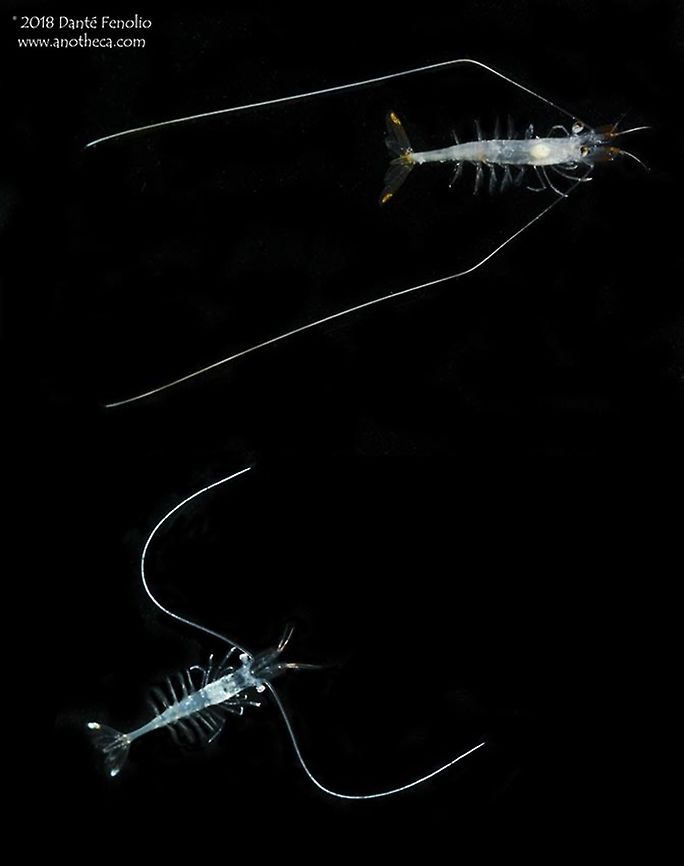 Composite: deep water shrimp (Funchalia villosa) Juvenile deep water shrimp (Funchalia villosa) found inside of salps. Gulf of Mexico, May 2016. This species photographed during the DEEPEND project (www.deependconsortium.org). Deep Sea,Funchalia villosa,Gulf of Mexico,Juvenile deep water shrimp,Life in the dark,crustacean,deep sea fauna,mesopelagic zone,midnight zone,salp