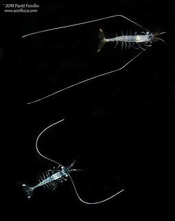 Composite: deep water shrimp (Funchalia villosa) Juvenile deep water shrimp (Funchalia villosa) found inside of salps. Gulf of Mexico, May 2016. This species photographed during the DEEPEND project (www.deependconsortium.org). Deep Sea,Funchalia villosa,Gulf of Mexico,Juvenile deep water shrimp,Life in the dark,crustacean,deep sea fauna,mesopelagic zone,midnight zone,salp