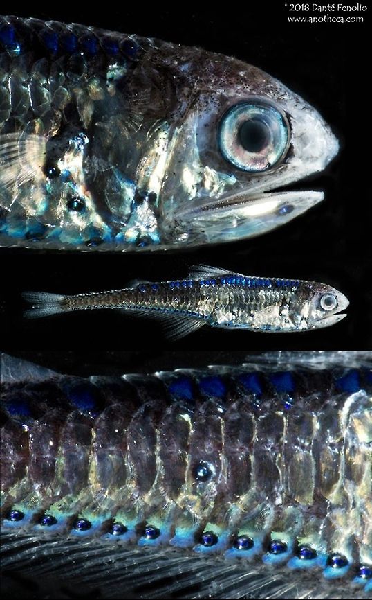 Composite: Cocco's lanternfish (Gonichthys cocco) Some detail with Cocco's lanternfish (Gonichthys cocco). The photophores (light producing organs) are beautiful in this deep water species (lower inset). Trawled from the Gulf of Mexico, August 2016. This species photographed during the DEEPEND project (www.deependconsortium.org). Cocco's lanternfish,Deep Sea,Gonichthys cocco,Gulf of Mexico,Lanternfishes,Life in the dark,Linestop Lanternfish,Myctophidae,Myctophiformes,bioluminescence,deep scattering layer,deep water species,mesopelagic zone,photophore