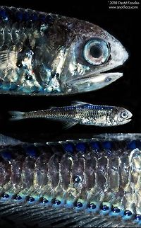 Composite: Cocco's lanternfish (Gonichthys cocco) Some detail with Cocco's lanternfish (Gonichthys cocco). The photophores (light producing organs) are beautiful in this deep water species (lower inset). Trawled from the Gulf of Mexico, August 2016.  This species photographed during the DEEPEND project (www.deependconsortium.org). Cocco's lanternfish,Deep Sea,Gonichthys cocco,Gulf of Mexico,Lanternfishes,Life in the dark,Linestop Lanternfish,Myctophidae,Myctophiformes,bioluminescence,deep scattering layer,deep water species,mesopelagic zone,photophore