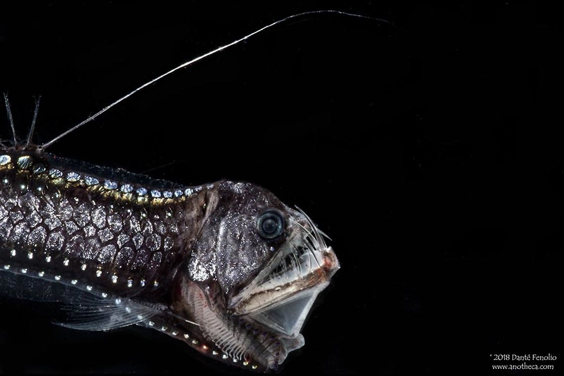 Dana's Viperfish (Chauliodus danae) One of three species of Viperfish that I have been able to photograph - this is Dana&#039;s Viperfish (Chauliodus danae). Trawled from between 1,500 and 1,200 meters depth, Gulf of Mexico, on a DEEPEND research cruise (www.deependconsortium.org). Note the rows of photophopres (bioluminescent structures) that span the length of the fish on the flanks. The lower portion of the fish is also encased in a clear gelatinous tissue. Chauliodus danae,Dana's Viperfish,Deep Sea,Gulf of Mexico,Life in the dark,Stomiidae,Stomiiformes,bioluminescence,deep scattering layer,deep sea species,mesopelagic zone,midnight zone,photophopre