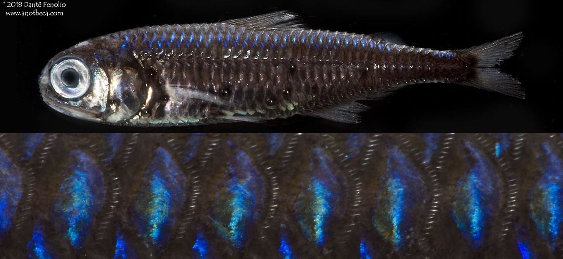 Composite: The Prickly Lanternfish (Myctophum asperum) The Prickly Lanternfish (Myctophum asperum) has beautiful scale colors and a distinctive arrangement of photophores along the flanks.  These photophores undoubtedly assist these fishes with same species identification in the dark depths where they are found.  Photographed in the Gulf of Mexico during the DEEPEND project (www.deependconsortium.org). Deep Sea,Gulf of Mexico,Life in the dark,Myctophidae,Myctophum asperum,Prickly Lanternfish,bioluminescence,deep scattering layer,deep sea species,mesopelagic zone,midnight zone,photophores,species recognition