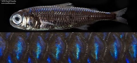 Composite: The Prickly Lanternfish (Myctophum asperum) The Prickly Lanternfish (Myctophum asperum) has beautiful scale colors and a distinctive arrangement of photophores along the flanks.  These photophores undoubtedly assist these fishes with same species identification in the dark depths where they are found.  Photographed in the Gulf of Mexico during the DEEPEND project (www.deependconsortium.org). Deep Sea,Gulf of Mexico,Life in the dark,Myctophidae,Myctophum asperum,Prickly Lanternfish,bioluminescence,deep scattering layer,deep sea species,mesopelagic zone,midnight zone,photophores,species recognition