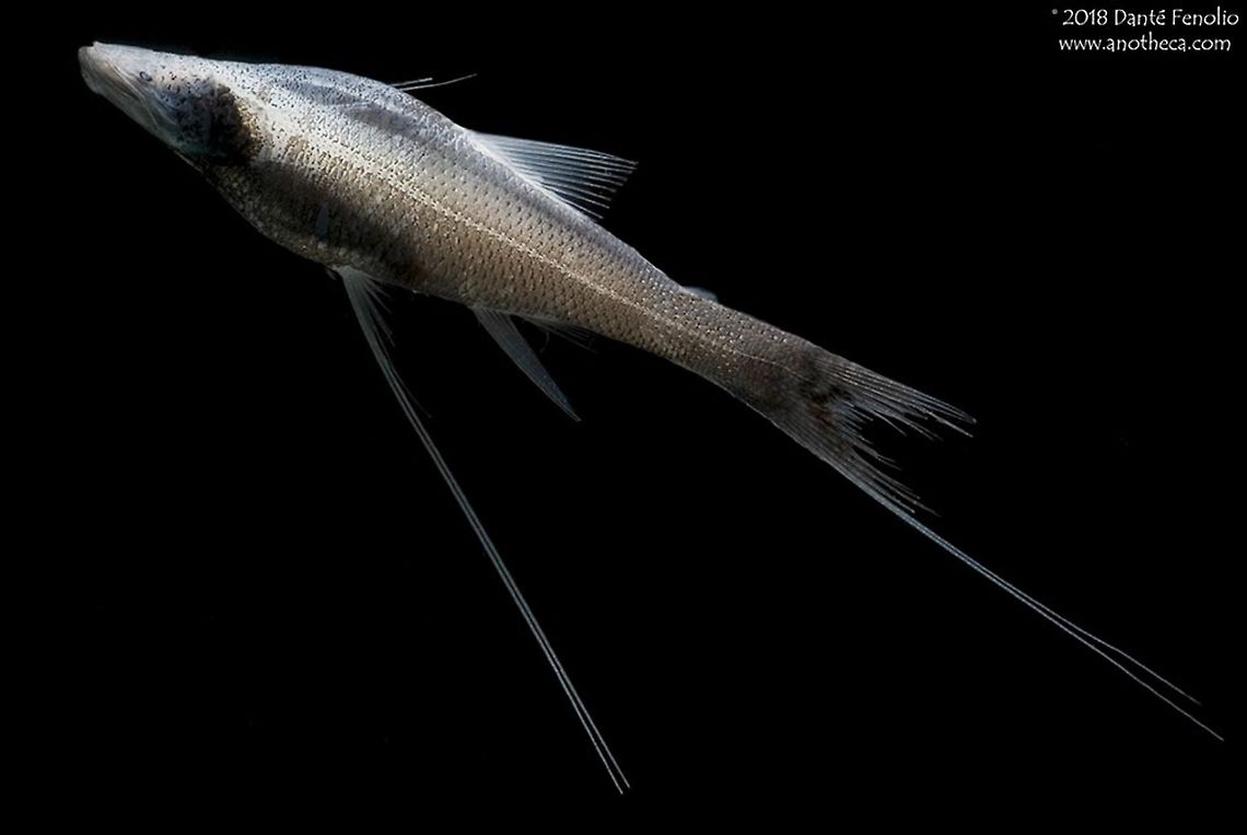 Tripod Fish (Bathypterois cf viridensis) - Gulf of Mexico, 2011 The Tripod Fish, Bathypterois cf viridensis, lives at the bottom of the ocean. The elongate fin rays are used as stilts. Keeping the fish elevated just above the ocean floor. While a number of specimens have been captured in nets while trawling, little is known of the biology and ecology of Tripod Fish, including how they move on the ocean bottom. Some have speculated that they hop, others that they crawl like a frogfish, others still that they swim up off the bottom to snatch prey and then sink back down to rest in the sediments on their stilts. This individual was captured between 900 meters depth and the surface in the Gulf of Mexico, 2011. Bathypterois viridensis,Deep Sea,Gulf of Mexico,Life in the dark,Tripod Fish,bathypelagic,benthopelagic species,midnight zone,modified fins