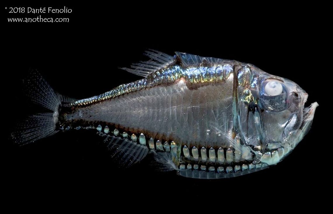 A Giant Hatchetfish (Argyropelecus gigas) Counterillumination is a character found in some marine organisms (fish, cephalopods, shrimp) wherein light produced by photophores on the animals is directed downward to help eliminate the silhouette of the animal from predators looking upward.  The color and intensity of light produced by the organism employing counterillumination often times will match the color and light intensity of the ocean's surface above. Think of it as hiding in plain sight. Classic examples are species like deep sea hatchetfishes and Firefly Squid.  This Giant Hatchetfish (Argyropelecus gigas) was trawled from the Gulf of Mexico from 800 meters depths in 2011. Argyropelecus gigas,Deep Sea,Giant Hatchetfish,Giant hatchetfish,Gulf of Mexico,Life in the dark,bioluminescence,counterillumination,deep sea species,defensive mechanism,mesopelagic species,midnight zone,photophore,predator avoidance