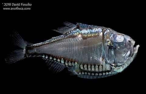 A Giant Hatchetfish (Argyropelecus gigas) Counterillumination is a character found in some marine organisms (fish, cephalopods, shrimp) wherein light produced by photophores on the animals is directed downward to help eliminate the silhouette of the animal from predators looking upward.  The color and intensity of light produced by the organism employing counterillumination often times will match the color and light intensity of the ocean's surface above. Think of it as hiding in plain sight. Classic examples are species like deep sea hatchetfishes and Firefly Squid.  This Giant Hatchetfish (Argyropelecus gigas) was trawled from the Gulf of Mexico from 800 meters depths in 2011. Argyropelecus gigas,Deep Sea,Giant Hatchetfish,Giant hatchetfish,Gulf of Mexico,Life in the dark,bioluminescence,counterillumination,deep sea species,defensive mechanism,mesopelagic species,midnight zone,photophore,predator avoidance