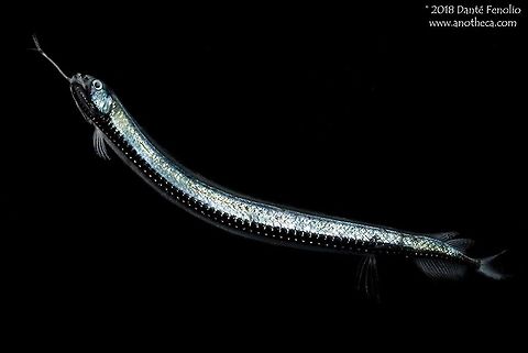 G&uuml;nther&rsquo;s Boafish (Stomias affinis) from the Gulf of Mexico, 650 meters depth, September 2011 G&uuml;nther&rsquo;s Boafish (Stomias affinis) is a dragonfish. A barbel extends from the lower jaw of the fish with a bioluminescent lure attached to the end. The lure is used to draw in prey items, close to the tooth filled mouth. Anything that comes in too close is dinner. This individual was trawled from between the surface and 650 meters depth in the Gulf of Mexico. 
https://www.jungledragon.com/image/59372/gnthers_boafish_stomias_affinis_trawled_from_between_the_surface_and_650_meters_depth_in_the_gulf_of_mexico.html Barbeled dragonfishes,Deep Sea,Dragonfish,Gulf of Mexico,G&uuml;nther's boafish,G&uuml;nther&rsquo;s Boafish,Life in the dark,Lightfishes,Stomeidae,Stomias affinis,Stomiiformes,Stomiinae,barbel,bioluminescent lure