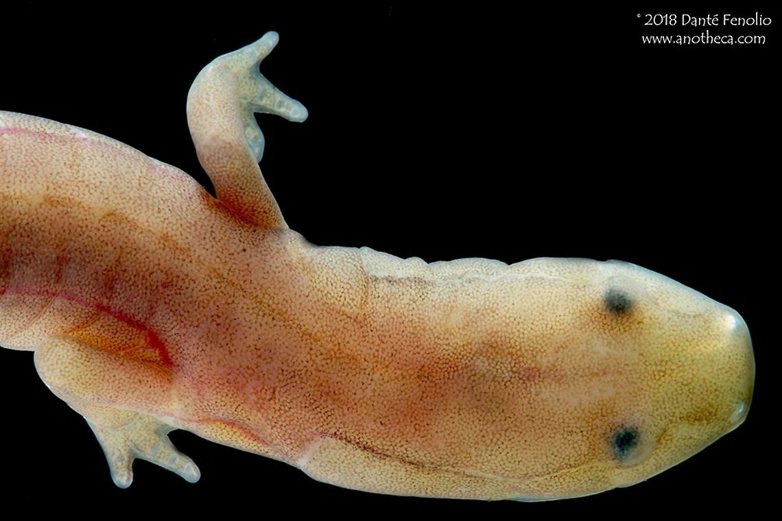 Grotto Salamander (Eurycea spelaea) The Grotto Salamanders (Eurycea spelaea) was described in 1897 and was one of the first true cave salamanders known to science and from North America.  The species has an aquatic larval stage which can last in excess of five years.  The larvae have fully functional eyes and can be found inhabiting surface streams which are connected to subterranean streams.  The larvae are known to eat fresh bat guano.  Most predators in subterranean systems will eat anything they can get because such ecosystems don&rsquo;t offer the volume of food items that a surface ecosystem offers.  Adults are not known from outside of caves.  They lose their pigment and their eyes degenerate into non-functional lumps.  The eyelids of the salamander typically grow over them.  This individual was photographed in Oklahoma&rsquo;s Ozarks in 2014.<br />
<br />
 Cave biology,Eurycea spelaea,Grotto Salamander,Grotto salamander,Life in the dark,Ozark Blind Cave Salamander,amphibian,bioinventory,endangered species,habitat survey,hypogean life,salamander,stygobite,subterranean fauna,troglobite