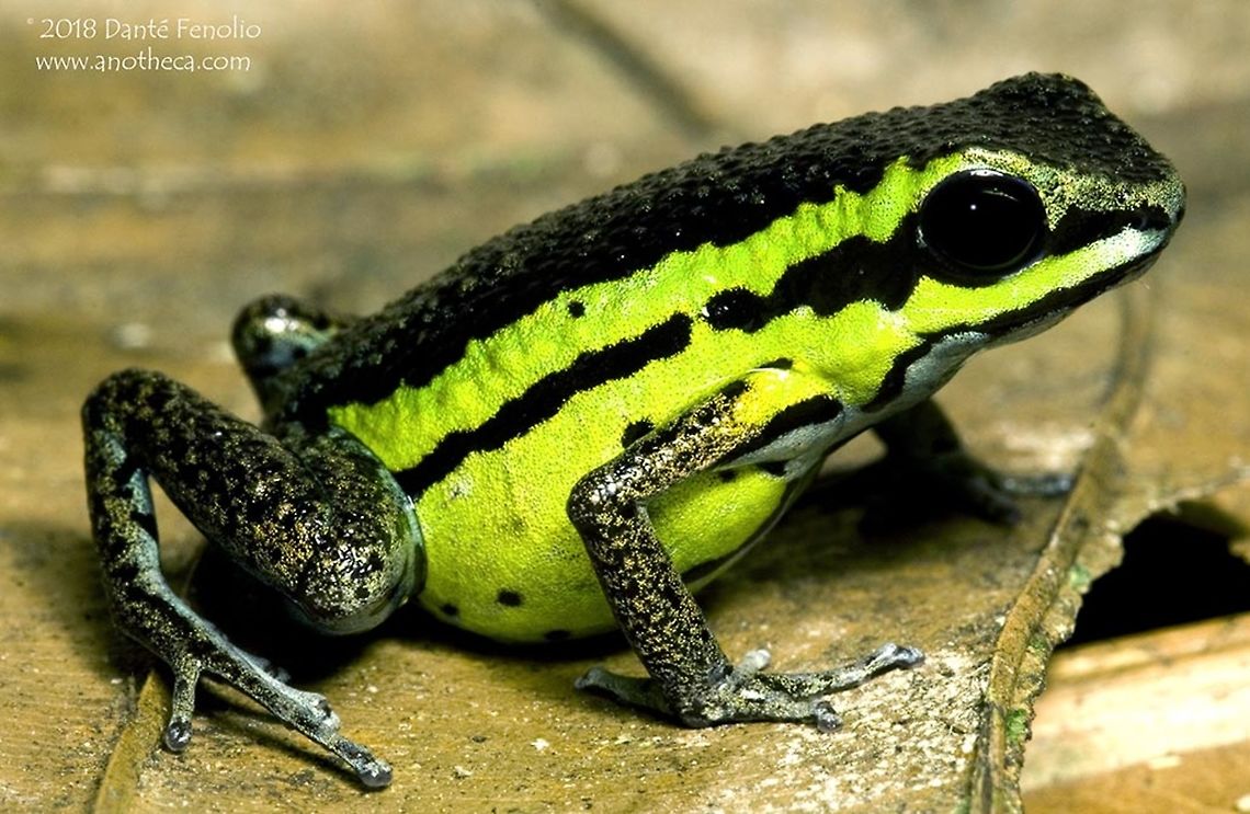 Pongo Poison Frog (Ameerega pongoensis) One of my all-time favorite poison frogs, the Pongo Poison Frog (Ameerega pongoensis) was described by my friend, Rainer Schulte, in 1999. This species lives at lower Andean elevations and has a relatively small range - elevation: 180-300m. The type locality is a stream in the Huallaga Canyon- north bank (Pongo de Aguirre). The Pongos are rocky gorges where rivers cut through the mountain chains of East Peru. These frogs are difficult to see in the wild and masters of life in the leaf litter. They are small, agile, and shy. Their call is a distinctive whistle, repeated at intervals. Males are smaller than females. The flank and venter color are variable according to the particular population within the range of the species. Some populations have blue flanks. Ameerega pongoensis,Huallaga Canyon,Peru,Pongo Poison Frog,dendrobatidae,montane forest,poison arrow frog,poison dart frog,poison frog